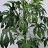Fatsia Polycarpa Green Fingers or Aralia Green Fingers 80-100 cm buy online UK.