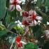 Flowering Feijoa Sellowiana, Pineapple Guave, Paramount Plants - Tree Nursery UK & online shop.