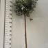 Feijoa Sellowiana Feijoa Tree Standard 1.5-1.7 m buy online UK.