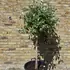 feijp 1.4-1.6 m buy online UK.