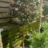 feijp 1.5-1.7 m buy online UK.