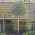 feijp 1.5-1.7 m buy online UK.