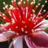 Flower of the feijoa tree, full standard trees for sale UK