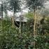 Feijoa Tree - full standard for sale UK