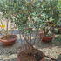 feij 1-1.2 m buy online UK.