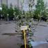 Feijoa Sellowiana - Pineapple Guava Shrubs 40-60 cm buy online UK.