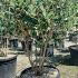 Feijoa Sellowiana - Pineapple Guava Shrubs 1-1.2 m buy online UK.