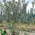 Feijoa Sellowiana - Pineapple Guava Shrubs 1-1.25 m buy online UK.