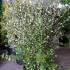 Feijoa Sellowiana - Pineapple Guava Shrubs 1.25-1.5 m buy online UK.