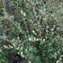 Feijoa Sellowiana - Pineapple Guava Shrubs 1.75-2 m buy online UK.