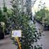 Feijoa Sellowiana - Pineapple Guava Shrubs 80-100 cm buy online UK.