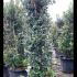 Feijoa Sellowiana - Pineapple Guava Shrubs 1.5-1.75 m buy online UK.