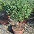 feij 80-100 cm buy online UK.