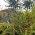 Feijoa Sellowiana specimen tree specialist Paramount - North London UK - buy in London and online. 