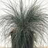 Festuca Glauca - Elijah Blue 20-25 cm buy online UK.