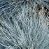 Blue Festuca Glauca ornamental grass, showing blue grey foliage for sale online UK