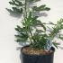 Ficus Carica Dalmatien Fig Tree 60-80 cm buy online UK.