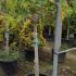 Ficus Carica - Fig Trees 1.75-2 m buy online UK.