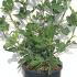 Ficus Carica - Fig Trees 60-80 cm buy online UK.