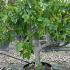 Ficus Carica - Fig Trees 1.5-1.6 m buy online UK.