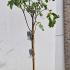 Ficus Carica - Fig Trees 1.4-1.6 m buy online UK.