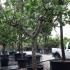Ficus Carica - Fig Trees 2-2.5 m buy online UK.
