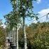 Ficus Carica - Fig Trees 3-3.5 m buy online UK.