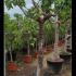 Ficus Carica - Fig Trees 2-2.5 m buy online UK.