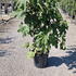 fic 80-100 cm buy online UK.