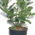Ficus Carica Goutte dOr Fig Tree Drop of Gold 60-80 cm buy online UK.