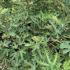 Ficus Carica Ice Crystal - Fig Ice Crystal 50-60 cm buy online UK.
