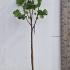 Ficus Carica Madeleine des Deux Saisons or Madeleine Fig Tree 1.5-1.75 m buy online UK.