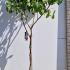 Ficus Carica Madeleine des Deux Saisons or Madeleine Fig Tree 1.5-1.7 m buy online UK.