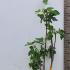 Ficus Carica Madeleine des Deux Saisons or Madeleine Fig Tree 60-80 cm buy online UK.
