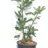 Ficus Carica Violette Dauphine Fig Tree 60-80 cm buy online UK.