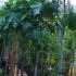 Ficus Carica, Fig Tree, Trees London UK - buy from specialist plant nursery and online shop, UK.