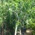 Fig trees to buy online with UK delivery