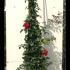 Florentina Rose 2-2.5 m buy online UK.
