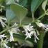 Sarcococca Ruscifolia - fragrant flowers of the Sweet Box shrub - buy UK