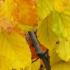 Buy Fastigiate Beech trees online for UK gardens