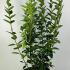 Forsythia Intermedia Gold Rausch 50-60 cm buy online UK.