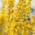 Forsythia Intermedia Gold Rausch. Forsythia Goldrush buy online UK delivery, we also deliver to the Republic of Ireland.