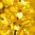 Forsythia x intermedia Weekend a bright yellow flowering shrub for Spring colour, buy online UK delivery