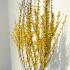 Forsythia x Intermedia Weekend 1.25-1.5 m buy online UK.