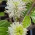 Fothergilla Major Mountain Witch Alder white flowering shrub for sale online with UK delivery