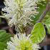 Fothergilla Major Mountain Witch Alder white flowering shrub for sale online with UK delivery