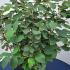 Fothergilla Major Mountain Witch Alder 50-60 cm buy online UK.