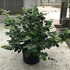 fm 80-100 cm buy online UK.