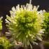 Fothergilla major Mountain Witch Alder deciduous shrub with white bottlebrush flowers