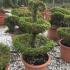 Elegant fountain topiary shaped tree, trained from Ligustrum Jonandrum, part of our large collection of topiary shapes. Buy UK.